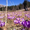 ГОРА ЛОВЧЕН В КРОКУСАХ И СНЕГУ